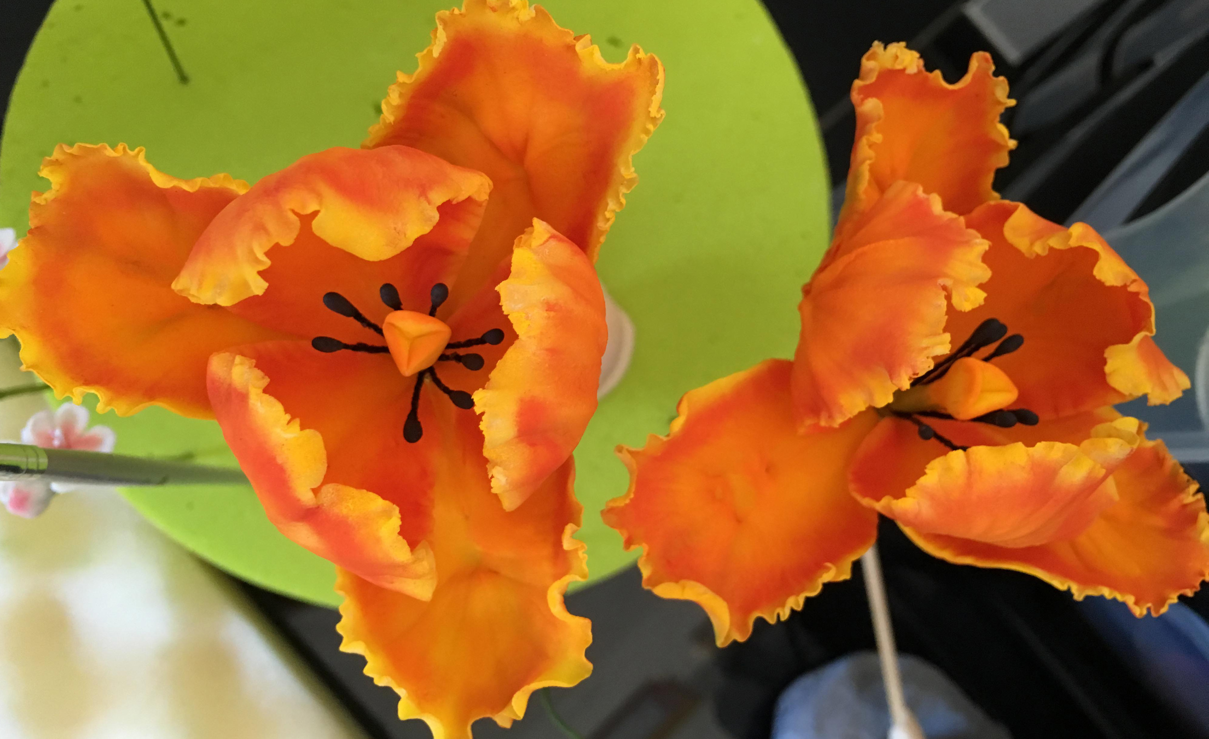 Tulipe perroqué.jpg